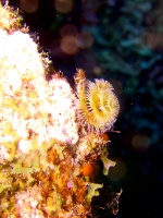 Christmas Tree Worm IMG 6946